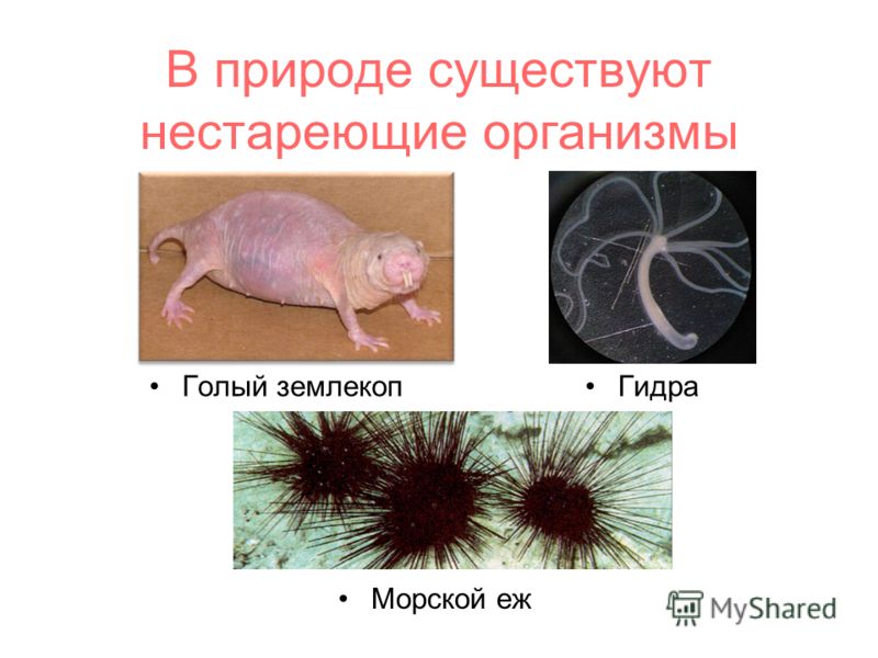 Каталог сайтов даркнет